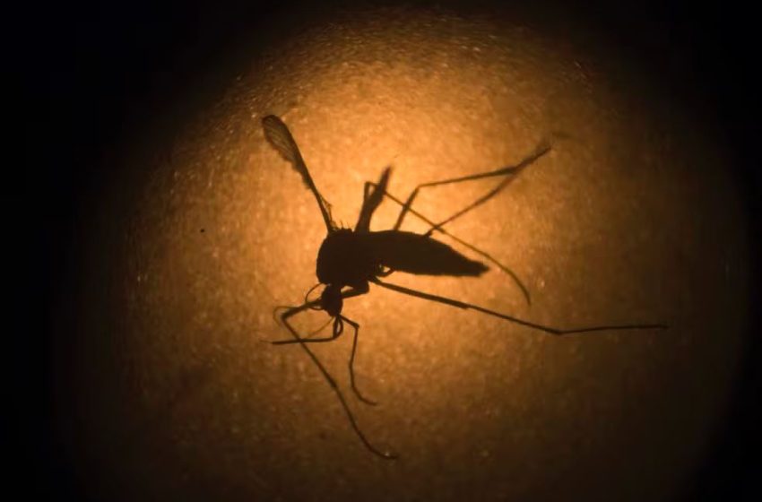  Brasil chega a 3 mil mortes confirmadas por dengue em 2024