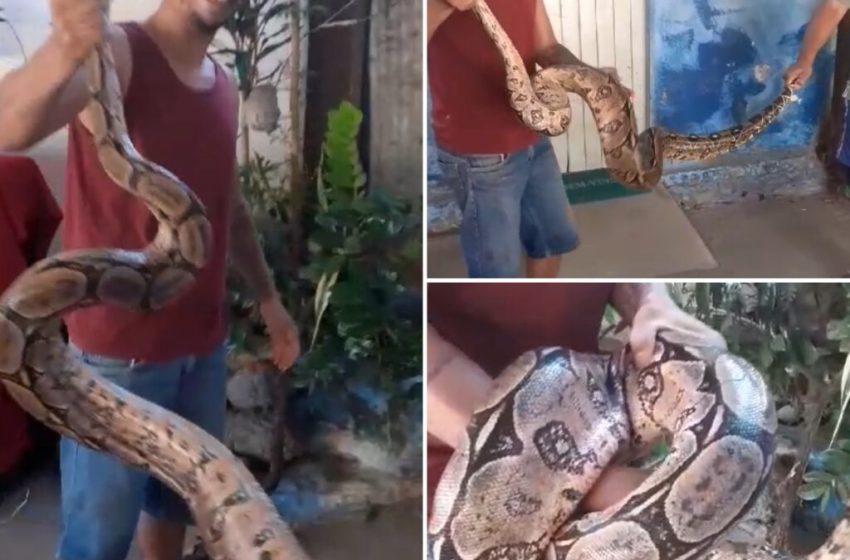  Acari: cobra gigante foi encontrada em Gargalheiras