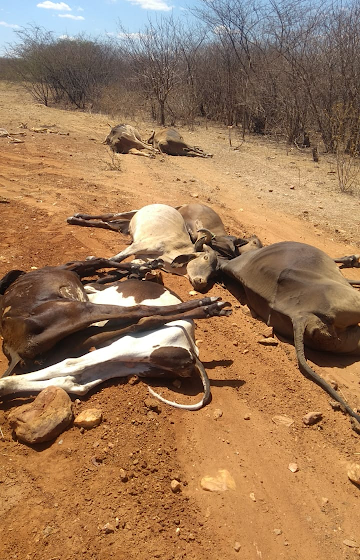 Morte de animais é investigada pelo IDIARN em Jucurutu; São mais de 25 bovinos e caprinos