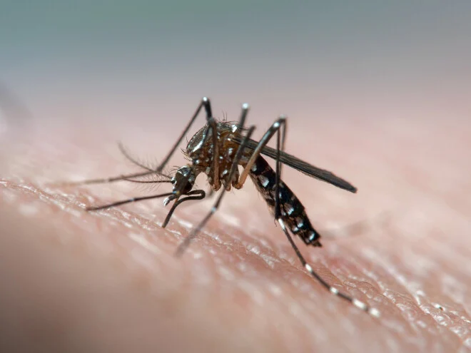 ENDEMIAS:COMBATE AO MOSQUITO AEDES AEGYPTI E MURIÇOCAS TEVE INICIO EM CURRAIS NOVOS