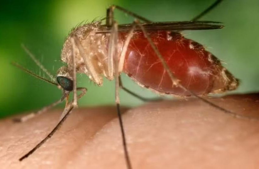 Ministério da Saúde alerta para disseminação da febre oropouche pelo Brasil, com mais de 5 mil casos